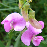 everlastingpea-lathyrus_latifoli-cropped
