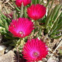 iceplant-687px-cephalophyllum_st-cropped