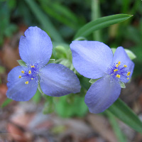 virginianspiderwort-cropped