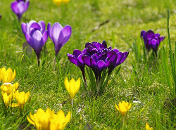 crocuses4byRedVan1160525_4412483-med