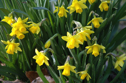 daffsbycleomedes493709_59593780-med