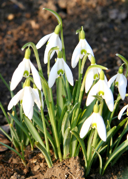 snowdrop by wojciech wolak