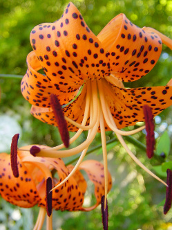 tigerlilybydogmadic425448_741430-med