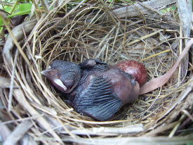 Justnaturebyamanda238896884_4435-med