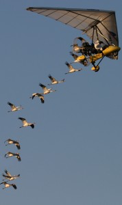 Whooping Cranes