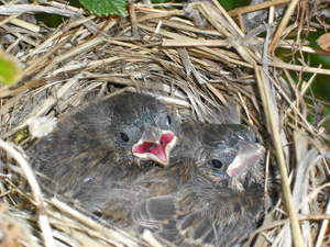 Sparrow Babies- Dawn Marie Hamilton, author of Just Once in a Verra Blue Moon, a Scottish Historical Romance